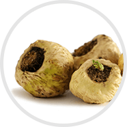maca.png