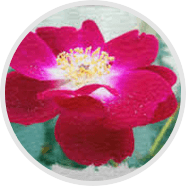 swedish-flower.png